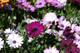 African Daisy